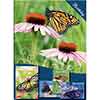 Butterfly Blooms Greeting Cards