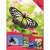 Butterfly Blooms Greeting Cards
